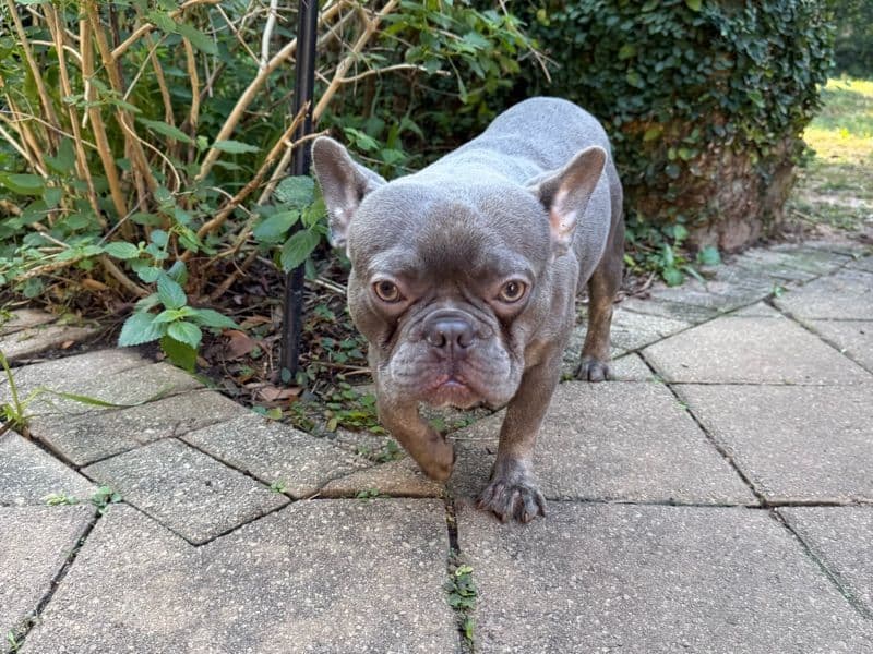 French Bulldog 1 year old male medium named Caino for breeding in Mobile County, Alabama | Petmeetly