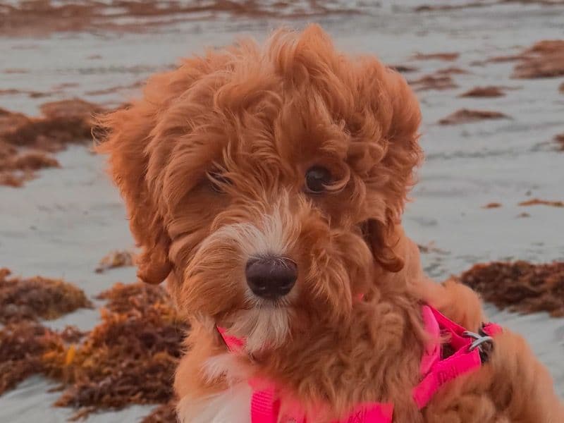 Bernedoodle 1 year 6 months old female medium named Honey for breeding in Miami-Dade County, Florida | Petmeetly