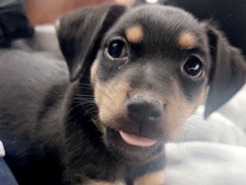 Jack Russell Terrier 3 years 6 months old male small named Hugo for breeding in Derbyshire, England | Petmeetly