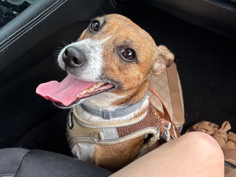 Jack Russell Terrier 4 years 4 months old female small named Bella for breeding in Luzerne County, Pennsylvania | Petmeetly