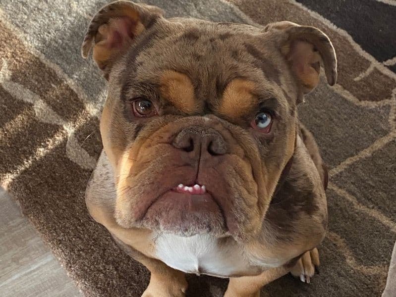 Old English Bulldog 6 years 1 month old male medium named Medolino for breeding in Los Angeles County, California | Petmeetly