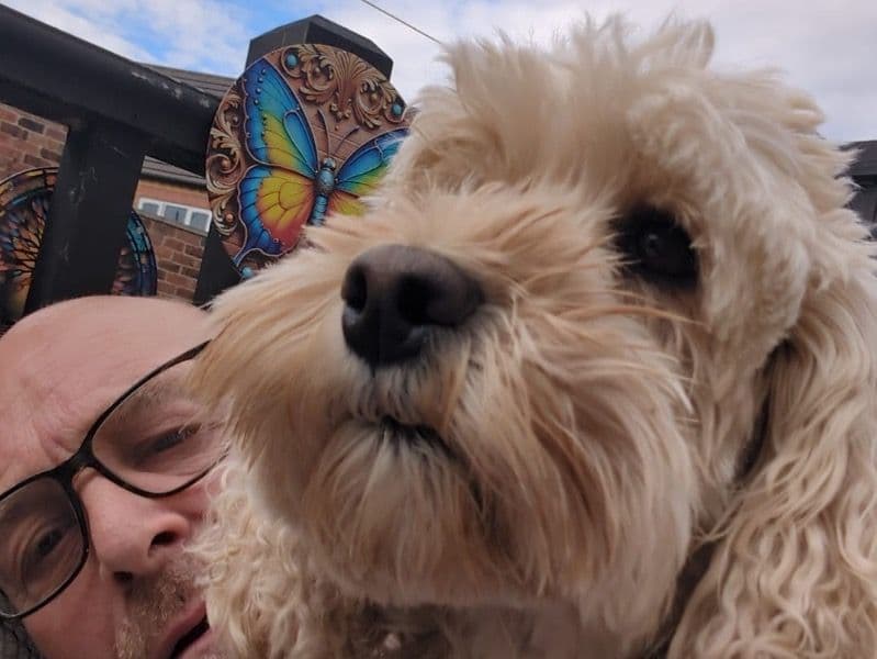 Cockapoo 4 years old female medium named Millie for breeding in East Riding of Yorkshire, England | Petmeetly