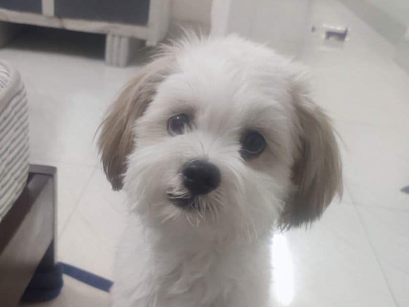 Lhasa Apso 1 year 2 months old male medium named Jerry for breeding in Pune Division, Maharashtra | Petmeetly