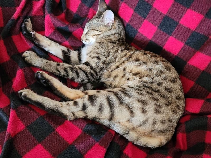 Savannah 1 year 9 months old female named Lyra for breeding in Edmonton, Alberta | Petmeetly