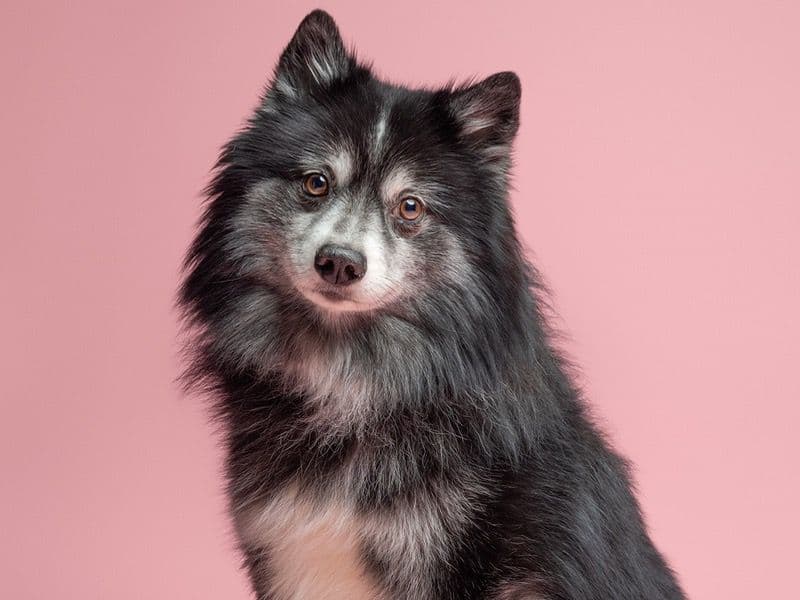 Pomsky 6 years old male medium named Stormi for breeding in Greater London, England | Petmeetly