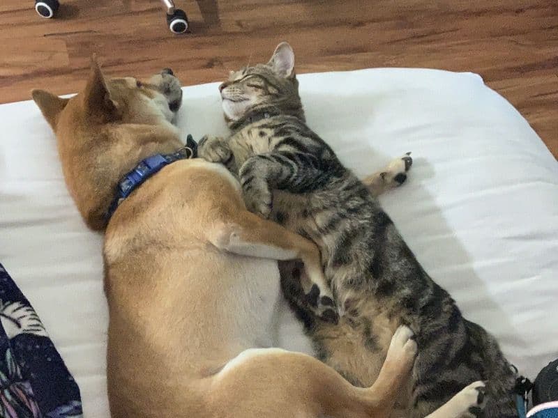 Bengal Tabby Mix 7 months old male named Lucifer for breeding in Richmond County, Georgia | Petmeetly