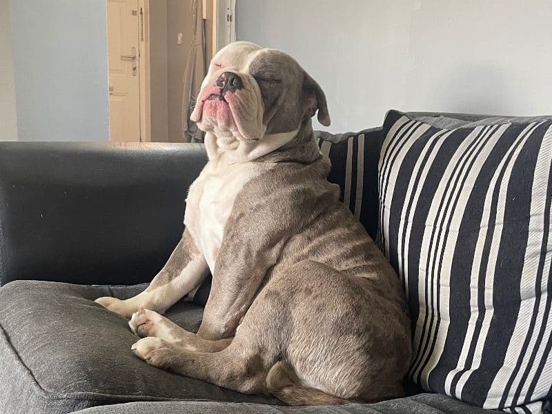 Old English Bulldog 1 year 10 months old male large named Bow for breeding in West Yorkshire, England | Petmeetly