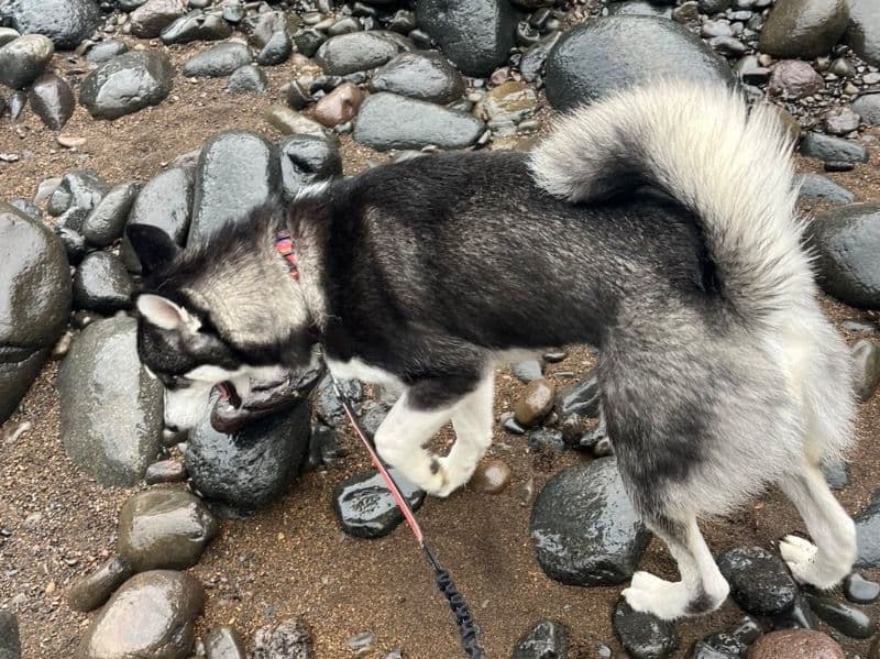 Siberian Husky 1 year 6 months old male medium named Zeus for breeding in Washington County, Oregon | Petmeetly