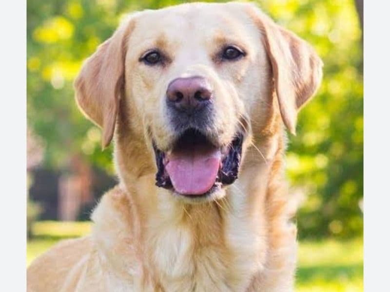 Akbash 2 years 5 months old female medium named Tommy for breeding in Bangalore Division, Karnataka | Petmeetly