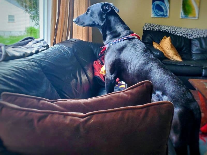 German Sheprador 10 years 6 months old male large named Doctor for breeding in Fairfax County, Virginia | Petmeetly