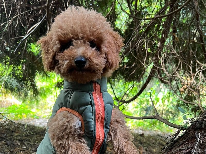 Toy Poodle 1 year 5 months old male medium named Waffle for breeding in Leicestershire, England | Petmeetly