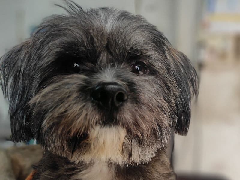 Lhasa Apso 4 years 8 months old male small named Coco for breeding in Pune Division, Maharashtra | Petmeetly