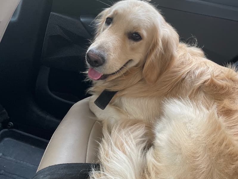 Golden Retriever 5 years old male medium named Bruno for breeding in Secunderabad, Telangana | Petmeetly