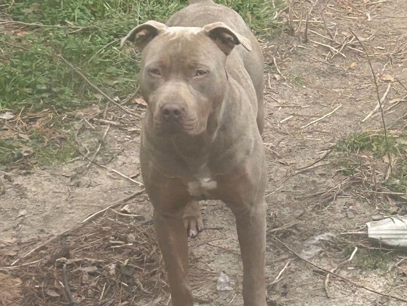 Blue nose Pitbull 1 year 6 months old male large named Knox for breeding in Richmond County, Georgia | Petmeetly