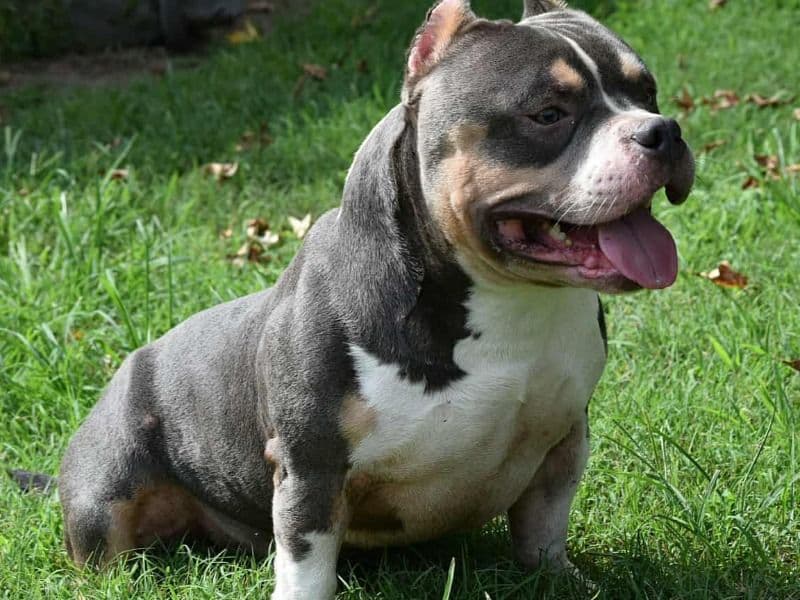 American Bully 1 year 6 months old male small named Sosa for breeding in Mecklenburg County, North Carolina | Petmeetly
