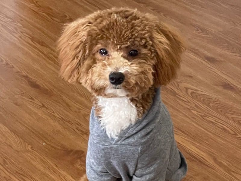 Miniature Poodle 10 months old male medium named Milo for breeding in Cabarrus County, North Carolina | Petmeetly