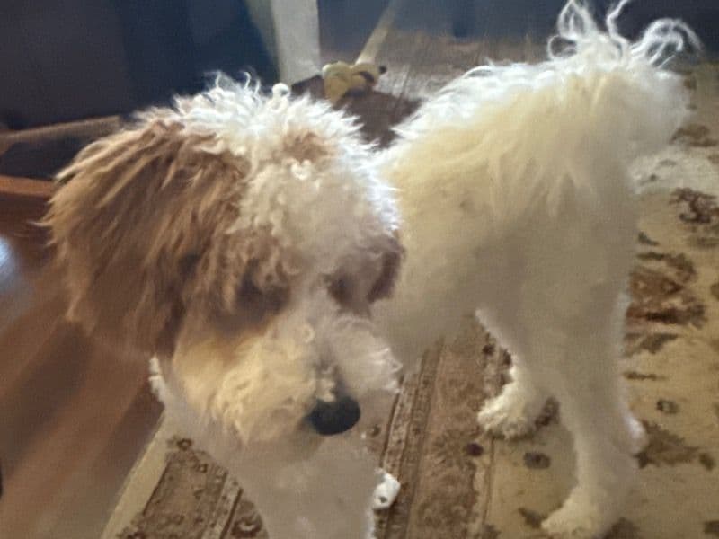 Mini Golden Doodle 10 months old male small named Teddy for breeding in Kaufman County, Texas | Petmeetly