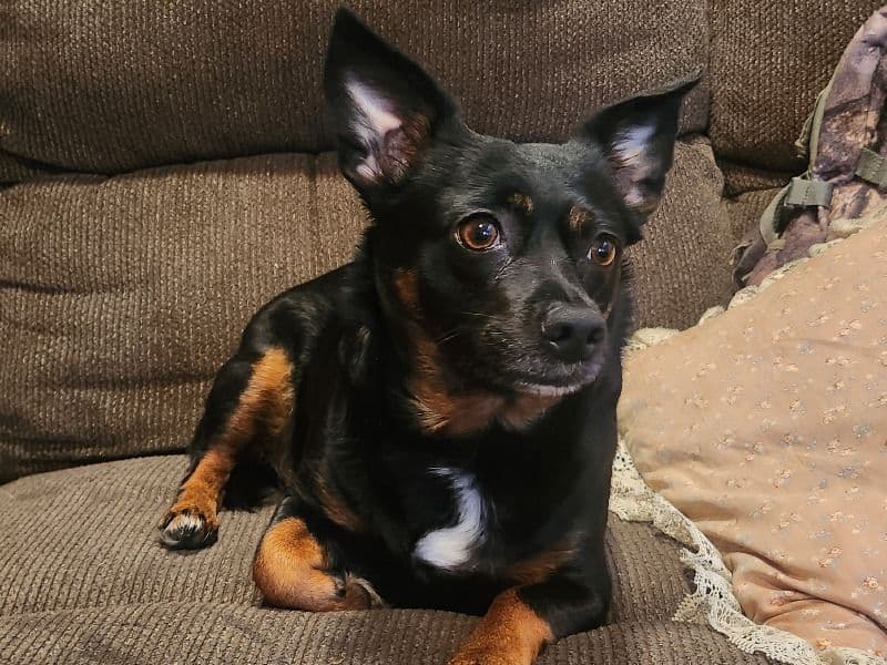 Miniature Pinscher 5 years 2 months old female small named Nellie for breeding in Orange County, Indiana | Petmeetly