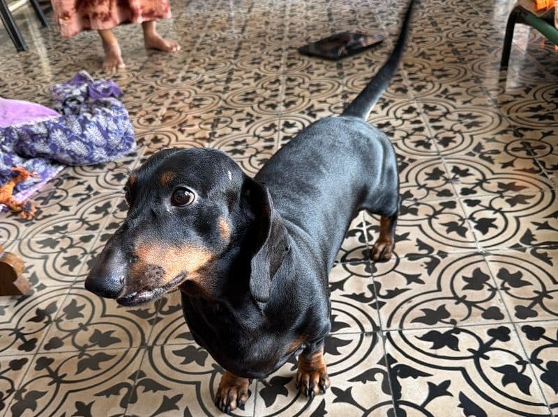 Dachshund 3 years old male medium named Buddy for breeding in Chennai, Tamil Nadu | Petmeetly