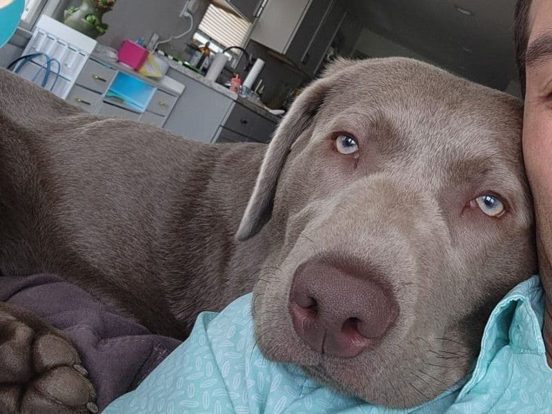 Silver Labrador 1 year 2 months old male medium named Doug for breeding in Winnebago County, Illinois | Petmeetly