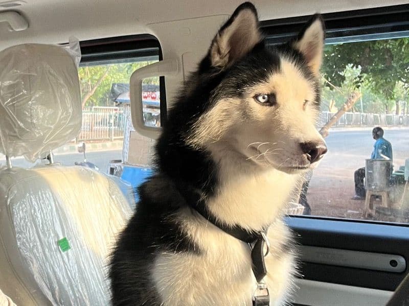 Husky 2 years 8 months old male large named Ava for breeding in Visakhapatnam, Andhra Pradesh | Petmeetly