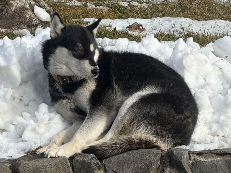 Alaskan Husky 3 years 4 months old female large named Niña for breeding in Yakima County, Washington | Petmeetly
