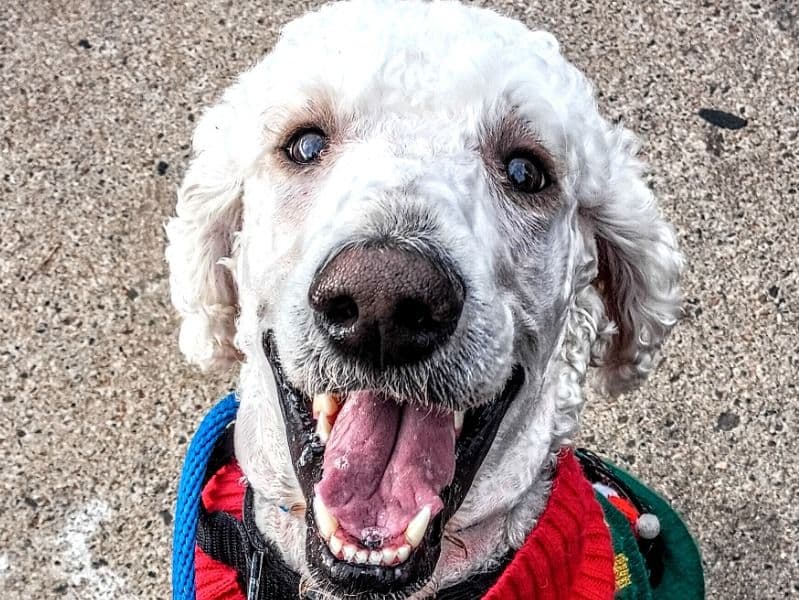 Standard Poodle 2 years old male large named Colfax for breeding in Denver County, Colorado | Petmeetly