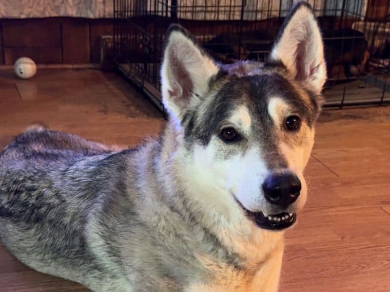 Alaskan Husky 2 years old female large named Willow for adoption in Union County, North Carolina | Petmeetly
