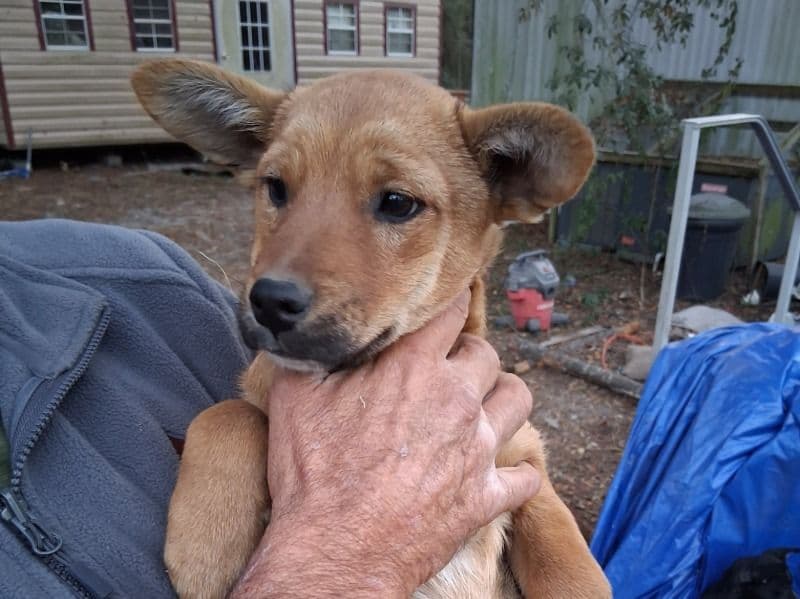 Husky 4 months old female small named Silky for sale in Suwannee County, Florida | Petmeetly