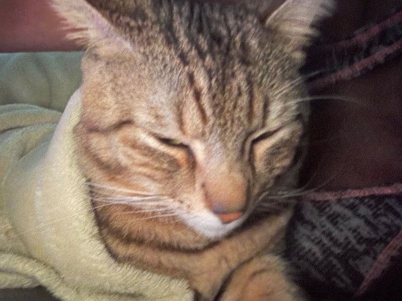 Tabby 1 year 4 months old male named Stiles for sale in Sebastian County, Arkansas | Petmeetly