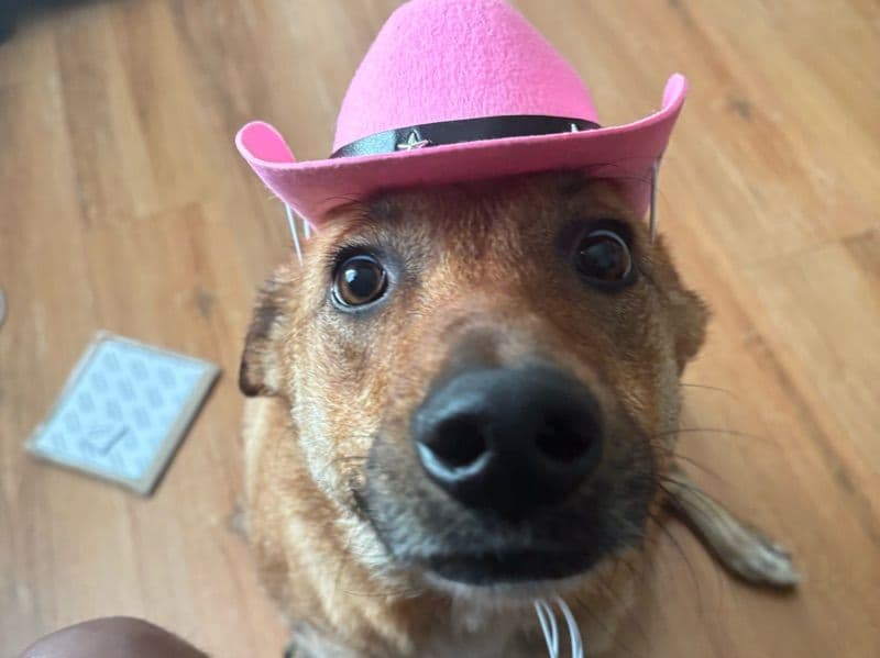 Lucy - German Shepherd | Petmeetly