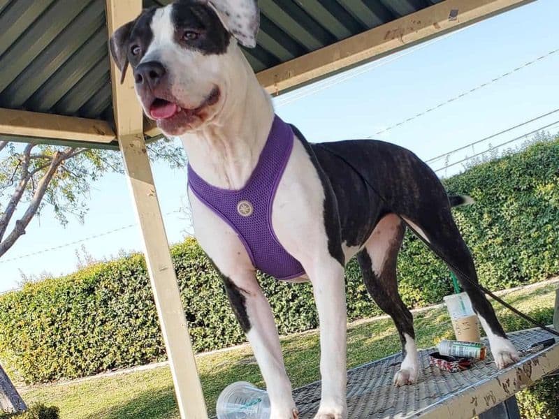 Brindle Pitbull 6 years 1 month old female medium named Daisy for sale in Riverside County, California | Petmeetly