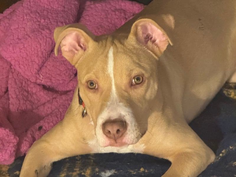 American PitBull Terrier 1 year 4 months old male medium named Saint for sale in Bronx County, New York | Petmeetly