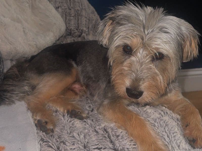 Jack Russell Terrier 2 years 9 months old male medium named Bruno for breeding in York, England | Petmeetly