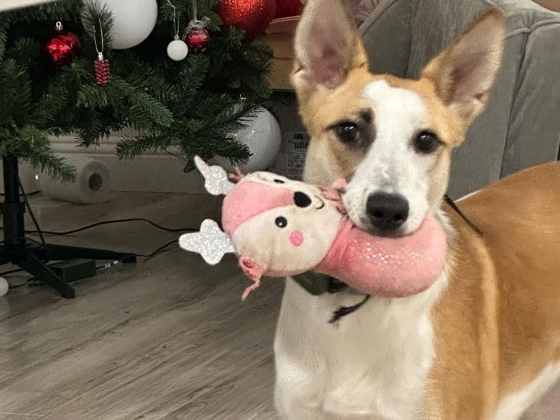 Australian Shepherd 1 year 8 months old female large named Hazel for adoption in Tarrant County, Texas | Petmeetly