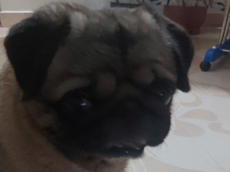 Frenchie Pug (Frug) 6 years 5 months old male medium named Milo for breeding in Thiruvananthapuram, Kerala | Petmeetly