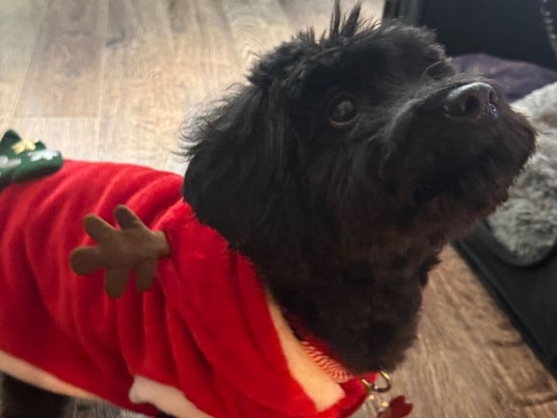 Toy Poodle 5 years old male small named Jett for sale in Fulton County, Georgia | Petmeetly