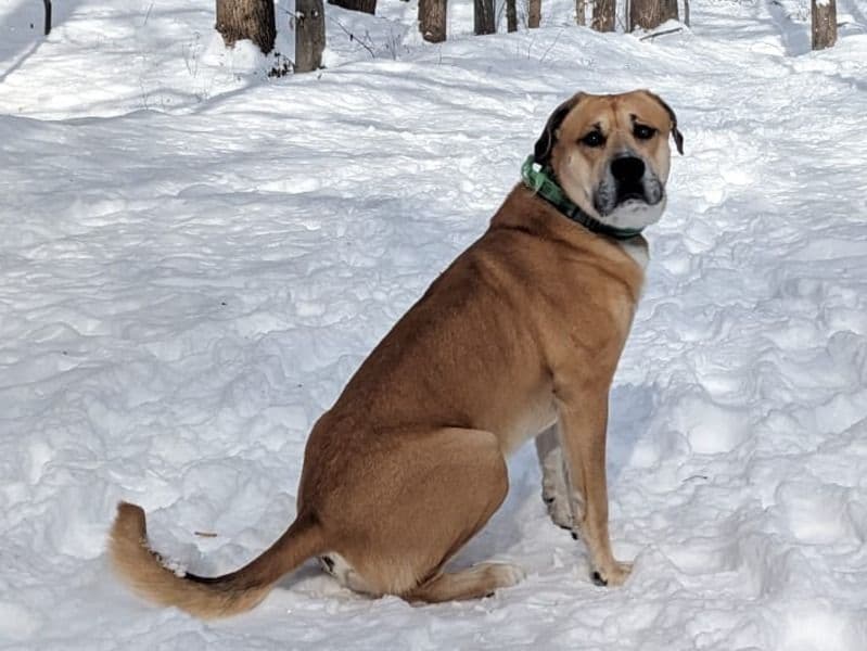 American Staffordshire Terrier 6 years 7 months old male large named Nacho for breeding in Anne Arundel County, Maryland | Petmeetly