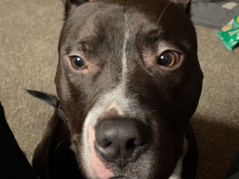 Blue nose Pitbull 1 year 9 months old male medium named Shadow for breeding in Marion County, Indiana | Petmeetly
