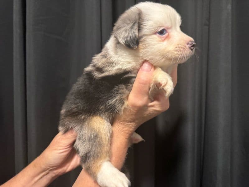 Benzie - Australian Shepherd | Petmeetly