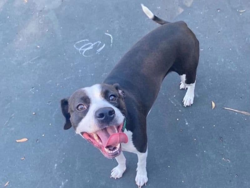 Beagle 3 years 9 months old female medium named Athena for breeding in Brunswick County, North Carolina | Petmeetly