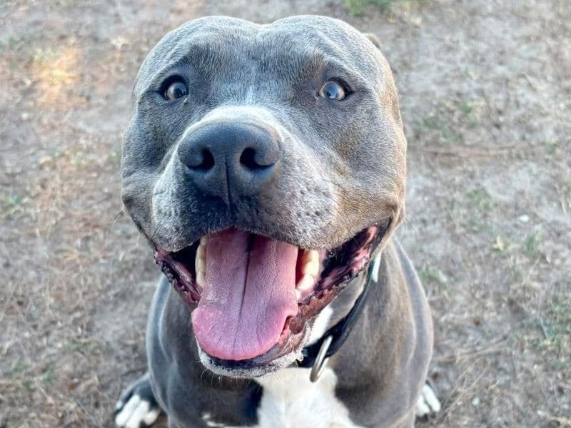 Diesel primary photo