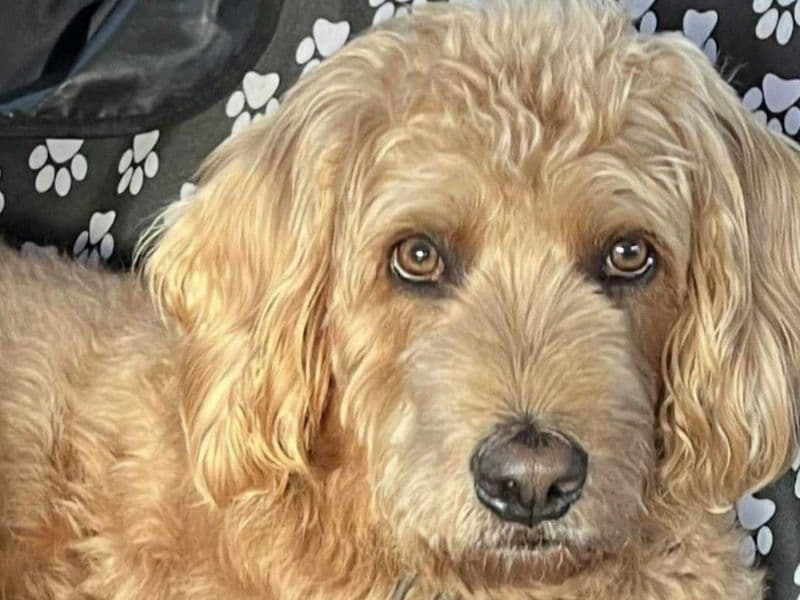 Labrador Retriever 5 years 4 months old male large named Milo for breeding in Greene County, Tennessee | Petmeetly