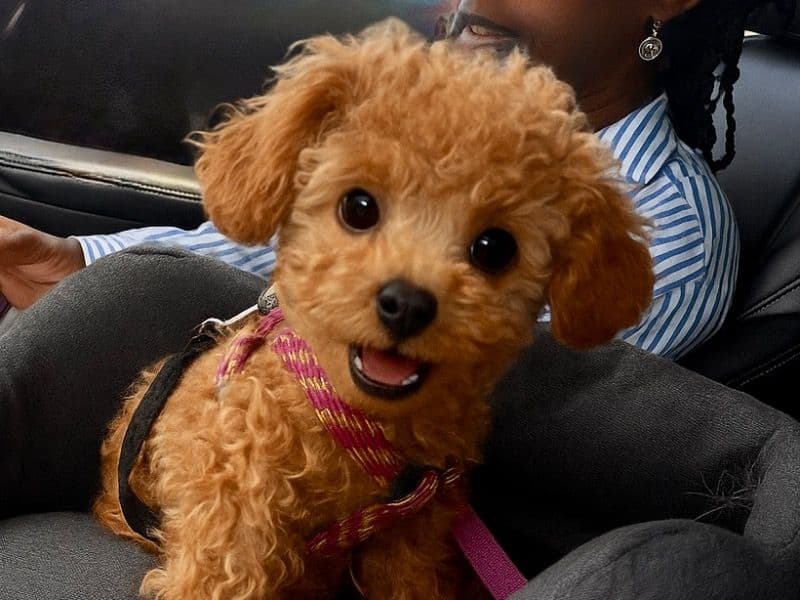 Toy Poodle 1 year 6 months old female small named Jazzy for sale in San Diego County, California | Petmeetly