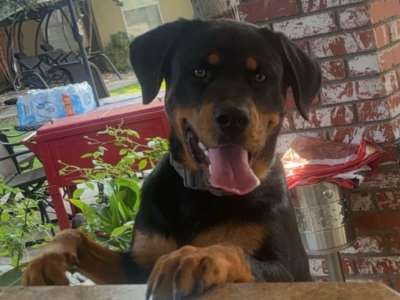 Brandy primary photo