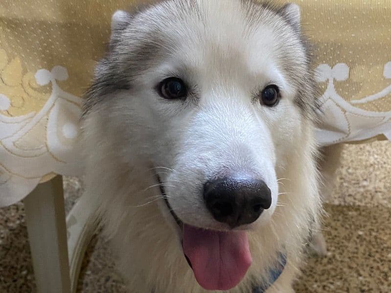 Husky 4 years 4 months old male medium named Alpha for breeding in Konkan Division, Maharashtra | Petmeetly