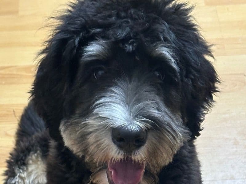 Bernedoodle 1 year 1 month old male large named Benji for breeding in Hamilton County, Tennessee | Petmeetly