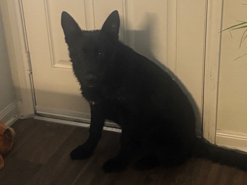 Black German Shepherd 5 months old male medium named Shock G for sale in Waller County, Texas | Petmeetly