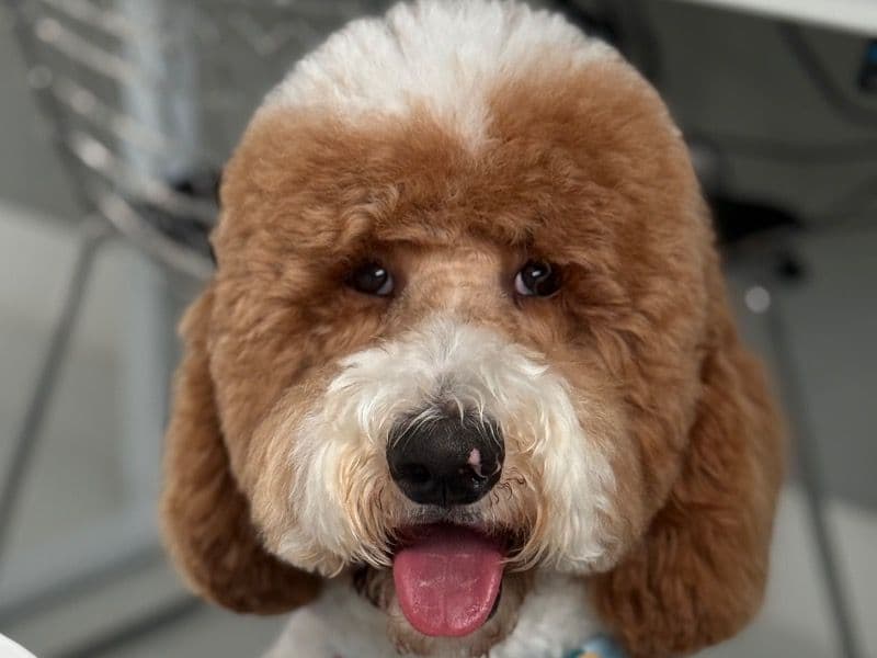 Standard Poodle 1 year 2 months old female extra large named Lolalo for breeding in Miami-Dade County, Florida | Petmeetly