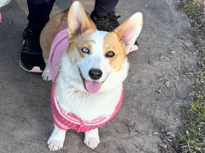 Corgi 1 year 10 months old female small named Rosy for breeding in Sonoma County, California | Petmeetly